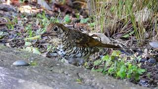 Russet tailed Thrush in Qld