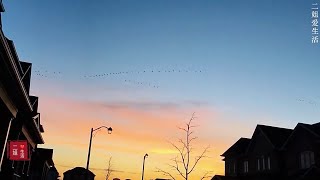 北归雁 ! Canada Geese fly South to North