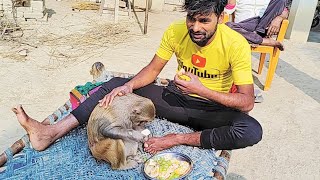 रानी सुबह का नाश्ता।। Rani Breakfast ।। Cute Rani vidio।। Talented monkey Rani ।।