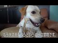 犬界の破壊王！ラブラドールレトリバーが物を破壊する原因とその対策