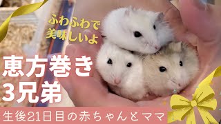 ＼生後21日／はむはむ恵方巻き3兄弟～ハムスター赤ちゃんと育児疲れママ【ジャンガリアンハムスター】