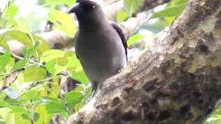 Gray treepie 樹鵲