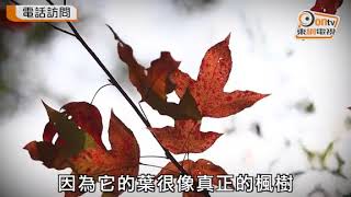 搜查線：紅葉熱點點止大棠　影相打卡有攻略