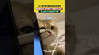 十斤的猫有九斤是反骨 被主人训斥了还不服气 “我咬就咬了怎么地吧”#搞笑 #猫 #萌宠 #猫咪的迷惑行为