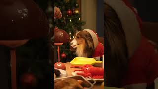 Party Merry Christmas 🎄🎁 Ep 2#woofyandco #christmas  #christmastime#dogchristmas #dogrecipes #dog