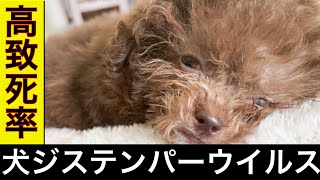 【憔悴】余命宣告を受けた生後89日目のトイプードル パピー ルナちゃん