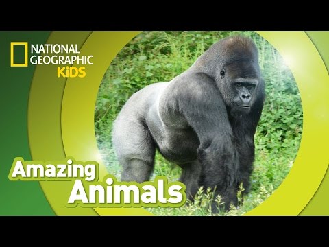Gorilla Amazing Animals Ejoy English