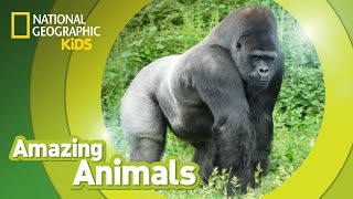 Gorilla | Amazing Animals
