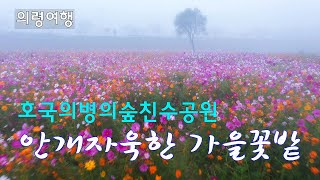 안개속에서 더 아름다운 가을꽃밭 | 4k드론영상 | 의령친수공원 | 뎁싸리 | 핑크뮬리 | 코스모스 | 아스타국화 | 의령가볼만한곳 | 4k Drone Footage141