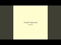Forest Fragments