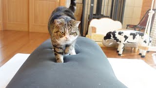 初めてYogiboと対面したねこ。-Maru\u0026Hana\u0026Miri met Yogibo for the first time.-