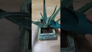 알로에 번식 이렇게 하면 정말 쉬어요. If you breed aloe, it's really relaxing