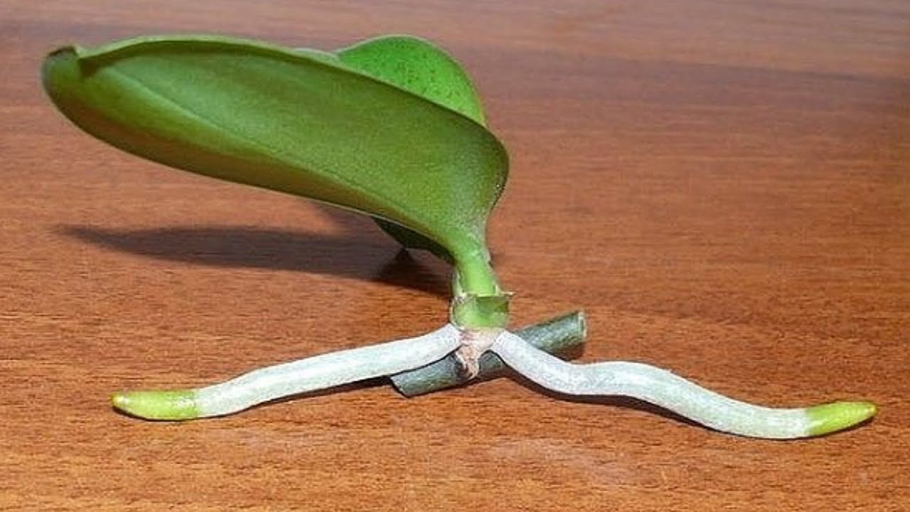 Basics Of How To Propagate Orchids Of All Time For Beginners - Plant ...