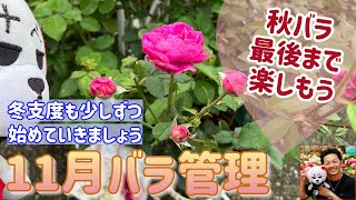 秋バラ最終月🌹【11月バラ管理】病害虫に気をつけて冬支度も少しずつ😊🐻