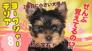 【徹底解説】ヨークシャー・テリア💖を飼うなら知らないとヤバイ！（初心者必見の注意点）