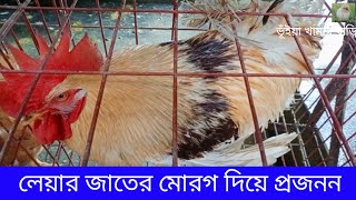 লেয়ার জাতের মোরগ দিয়ে কিভাবে প্রজনন ঘটানো যায় দেশী মুরগীর।How breeding occurs with layer roosters