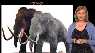 Convergent evolution across species - Hopi Hoekstra (Harvard/HHMI)