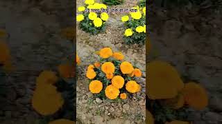 এটা না দিলেই সর্বনাশ  #yt #garden  #merigold #inka গাঁদা