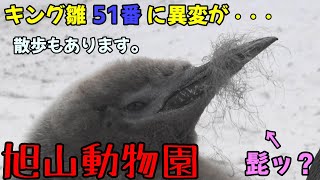 【旭山動物園】キング雛51番にあご髭が・・何故？