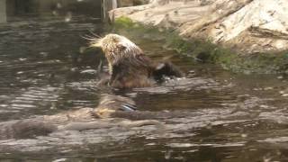 Sea Otter Scratching