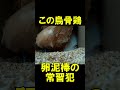 卵泥棒の烏骨鶏！盗みが華麗過ぎる⁉　 short