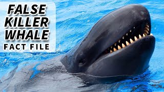 False Killer Whale Facts: NOT exactly a KILLER WHALE