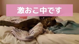 【保護猫】遊んでもらえず、お怒り中のわさびさん　Wasabi～ the ex-street cat～ He’s super angry!