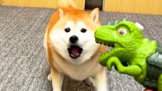 Shibe recognizes the gift from her aunt as an equal enemy and becomes ruthlessly furious.