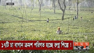 ১৭টি চা বাগান ক্রমশ পরিণত হচ্ছে রুগ্ন শিল্পে !  | Tea Production in Bangladesh | Somoy TV