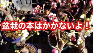 盆栽の本はかかないよ・紅葉樹液植え替えの対策法・四季を感じながら盆栽を楽しむ・旅行にいって盆栽知識を吸収しよう・夏の水やり一日7時間半かかります・矢島清芳園  @tane.bonsai