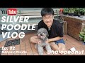 Tutorial Cara Menyisir Bulu Anjing Poodle agar Tidak Gimbal dan Kusut Rambut Poodle Disisir