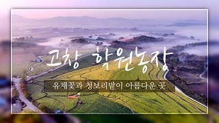 고창 학원농장의 청보리밭과 유채꽃 속으로