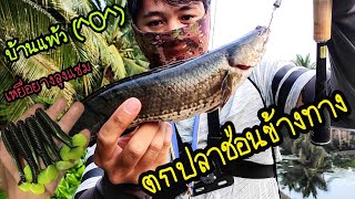 ตกปลาช่อนริมทางบ้านแพ้วช่วงเย็น🎣🐟 พอได้ตัวในวันที่อากาศไม่เป็นใจ #ตกปลาช่อนข้างทาง #เท็กซัสริก