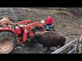Bison running in for morning feeding