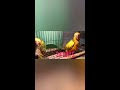 sun conure growth stages