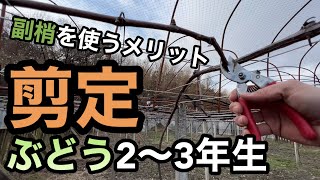 ぶどうの剪定2〜3年生〜副梢を使う効果と切り戻しの必要性〜