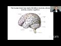 brain circuits and computations underlying cognition how the brain gives rise to the mind