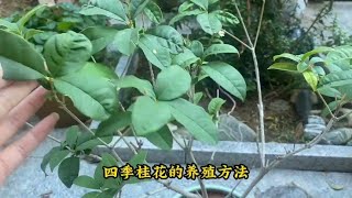 四季桂花的养殖方法，做好这4点，枝繁叶茂开花多