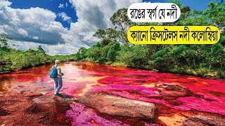 কলম্বিয়ার রংধনু নদী যেন অপার সম্ভাবনা ||Cano Crystals | Rainbow River ||  Vtv