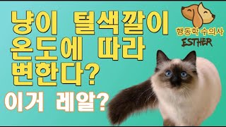 고양이 털색깔이 온도에 따라 변해??!? Cat hair change after clipping