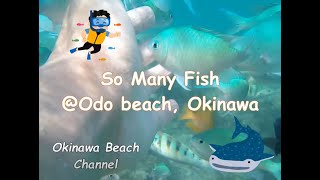 Okinawa Beach, Odo Beach in Itoman City is a recommended beach full of fish and coral [Short ver]