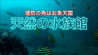 【水中映像】西湘サーフにある小さな堤防で水中撮ったら思っていたより魚が多かった！