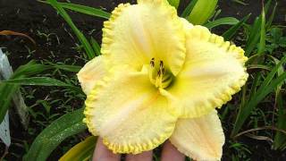 ヘメロカリスの花の画像 高崎ジャーマンアイリス園2015/6/21