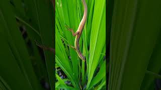 ke sawah nemu kadal rumput, grass lizard#shorts