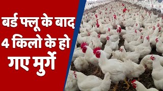 Bird Flu के बाद आया सुपर मोटा मुर्गा, इतना है वजन!