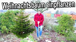 Weihnachtsbaum einpflanzen nach Weihnachten - So gelingt's!