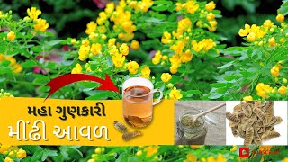 મીંઢી આવળ ||મહા ગુણકારી જંગલી વનસ્પતિ || Avaram Senna