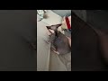 Chunky Sphynx Kitty Prefers Bum Spanks || ViralHog