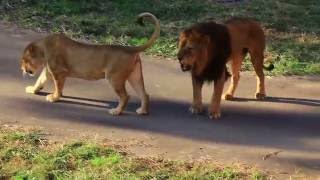 尻尾かんだら怒られた（当たり前）Male lion biting her tail.