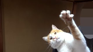 電気のひもでボクシングする猫が可愛すぎる